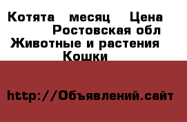 Котята 1 месяц  › Цена ­ 1 000 - Ростовская обл. Животные и растения » Кошки   